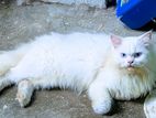 Parsiyan male blue eyes