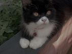 Parsiyan male cat
