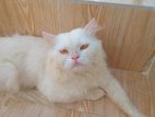 Parsiyan Male Cat Sell