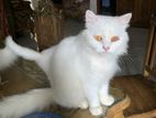 Persian male female
