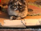 Parsiyan Semi Punch Cat