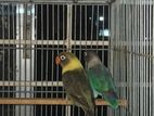 Parsonata breeding pair love bird