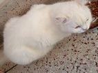 Partian Cat