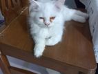 partian cat for sell