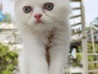 Partian Cat (male)
