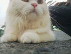 Pasiyan Cat