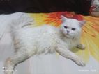Passian Cat