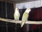 Pastel mauve love bird pair