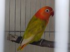 Pastel Opaline Split Ino Female Lovebird (dna Kora Love Bird) লাভ বার্ডস