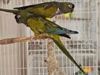 Patagoniyan conure