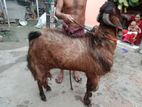 Patha Bikri
