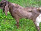 patha sagol for sale