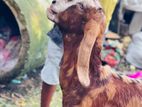 Pathi baccha