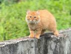 Persian Cat
