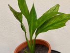 Peace lily for sell