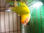 Peach Face Love Bird(Female)