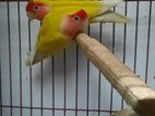 Lovebird Female