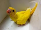 Peach Fronted Conure & Ringneck Tiya Baby