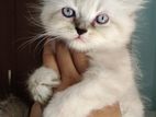 Peachy White Persian Cat. Sold Out ❌