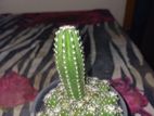 peanut cactus for sale