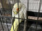 pearl cockatiel