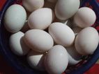 পেচি হাঁসের বিজ ডিম বিক্রি করা হবে।