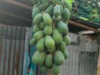 পেঁপে