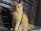 Pure Persian Cat