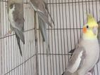 Per Pcs Cockatiel