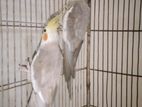 Per Piece Cockatiel Adult