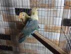 Perblue Love bird