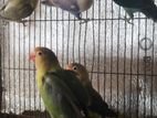 perblue pair bird for sell
