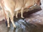 শাহীওয়াল গরু বিক্রি হবে