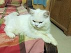 Persian Cat for sale