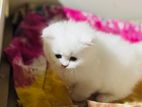 Percian Cat Longcot Baby