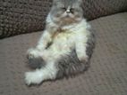 Persian Cat (Male)