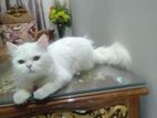 Persian cat for sale