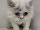 Percian kitten baby white