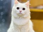 Perisan Cat