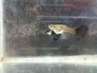 Perpel Dragon Guppy