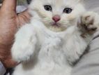 Pershian Cat fawn colour