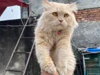 Pershian Cat