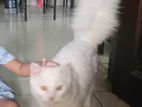 Pershian Cat