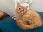 Pershian Cat. Male