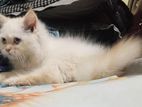 Persian Cat sale