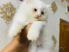 Pershian Kitten Female