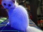 Persia Cat