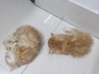 Persian 2 male cat