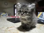Persian 3 Pl Code Kitten