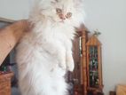 Persian 3coat high qality cat